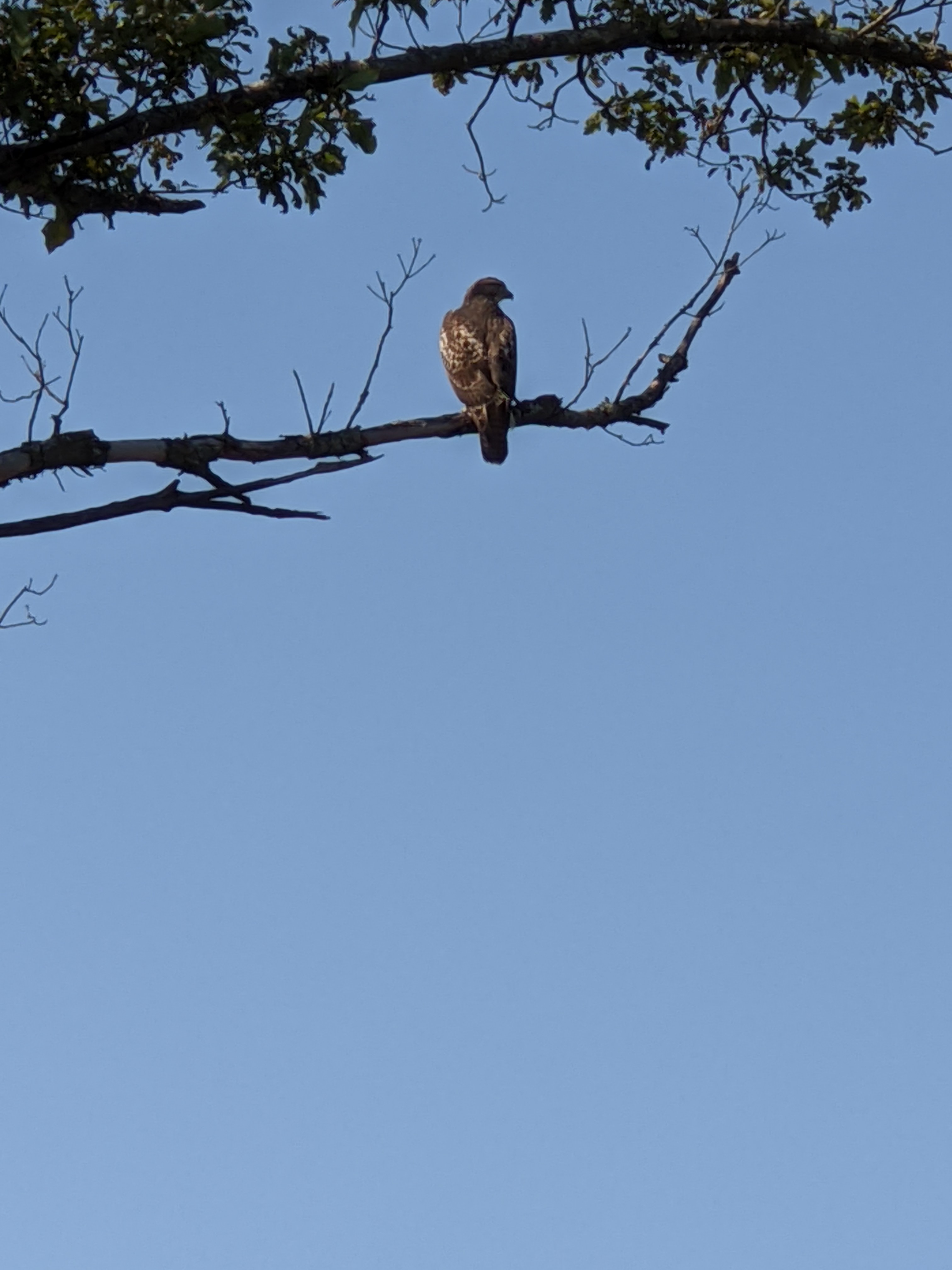 Cooper's Hawk In Our Red Oak Tree October 2020