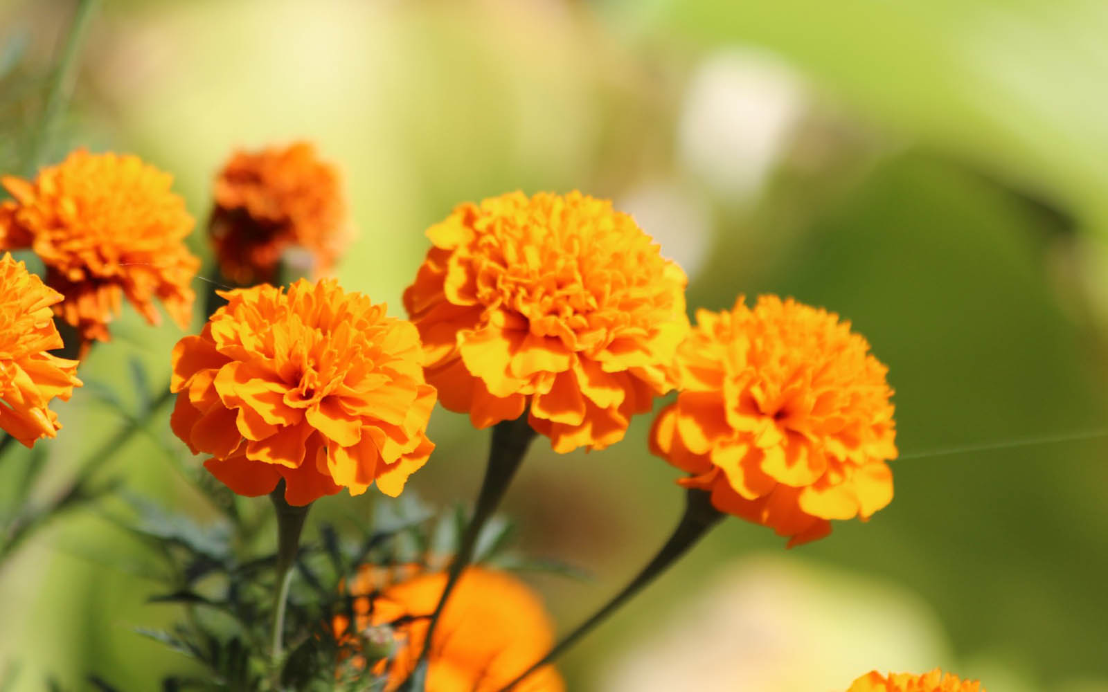 wallpapers: Marigold Flowers Wallpapers