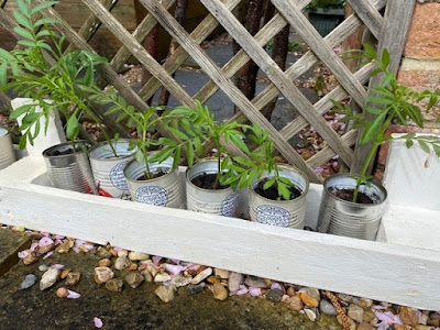 Marigold plants in tin cans in a white painted pallet planter Marigold plants in tin cans in a white painted pallet planter