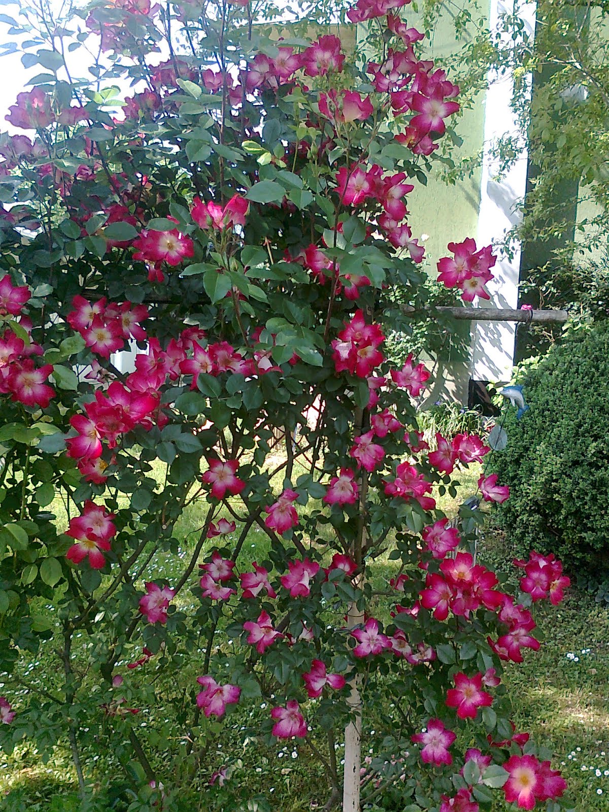 era la mattina di natale...: Maggio mese delle rose..