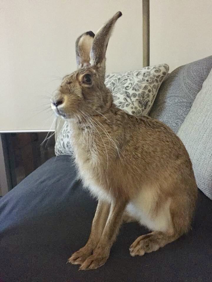 Rabbit Rescue Sanctuary HARES IN QLD NOT ILLEGAL