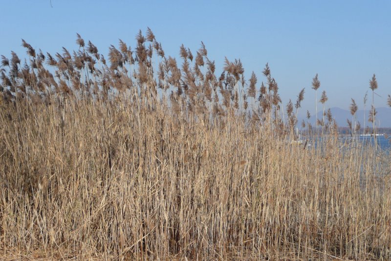 Enzo Montano Ogni mattina Manolis Anagnostakis