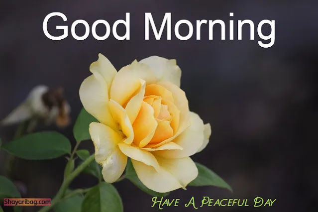 Good Morning Images Good Morning Images