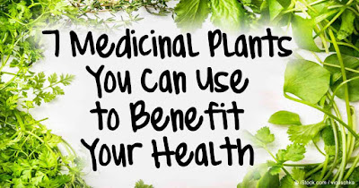 7 Medicinal Plants You Can Use to Benefit Your Health | Chakra Healers