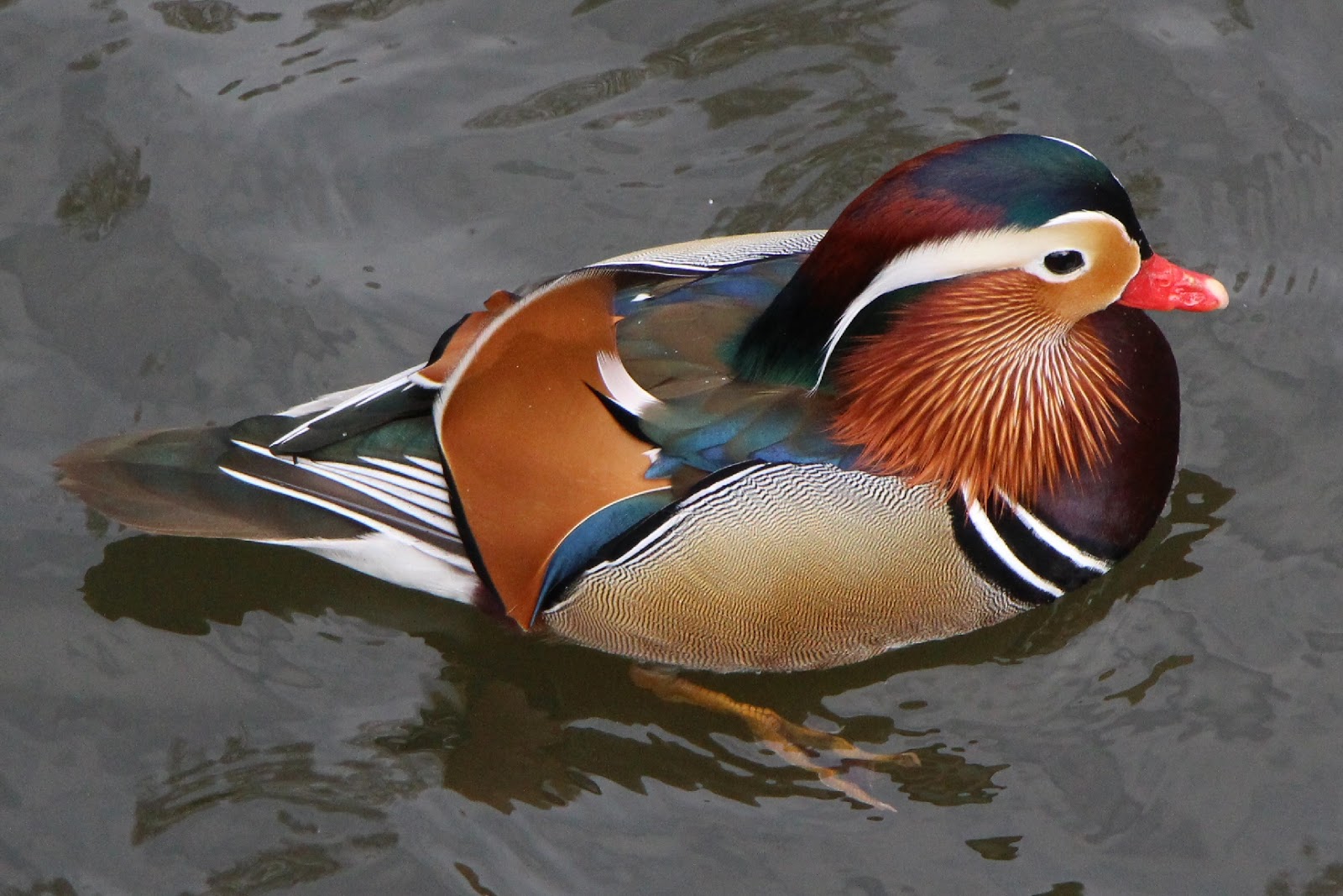 10 Gambar Bebek Cantik Berenang