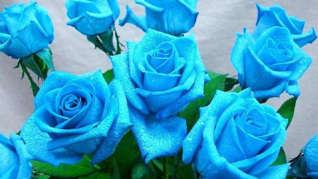 Pretty Blue Flower Pictures Pretty Blue Flower Pictures