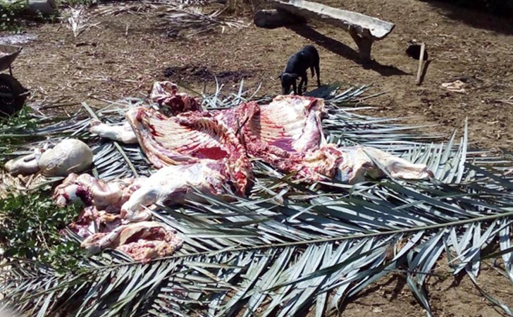 ADAB apreende 200 Kg de carne imprópria para consumo na região de Jacobina