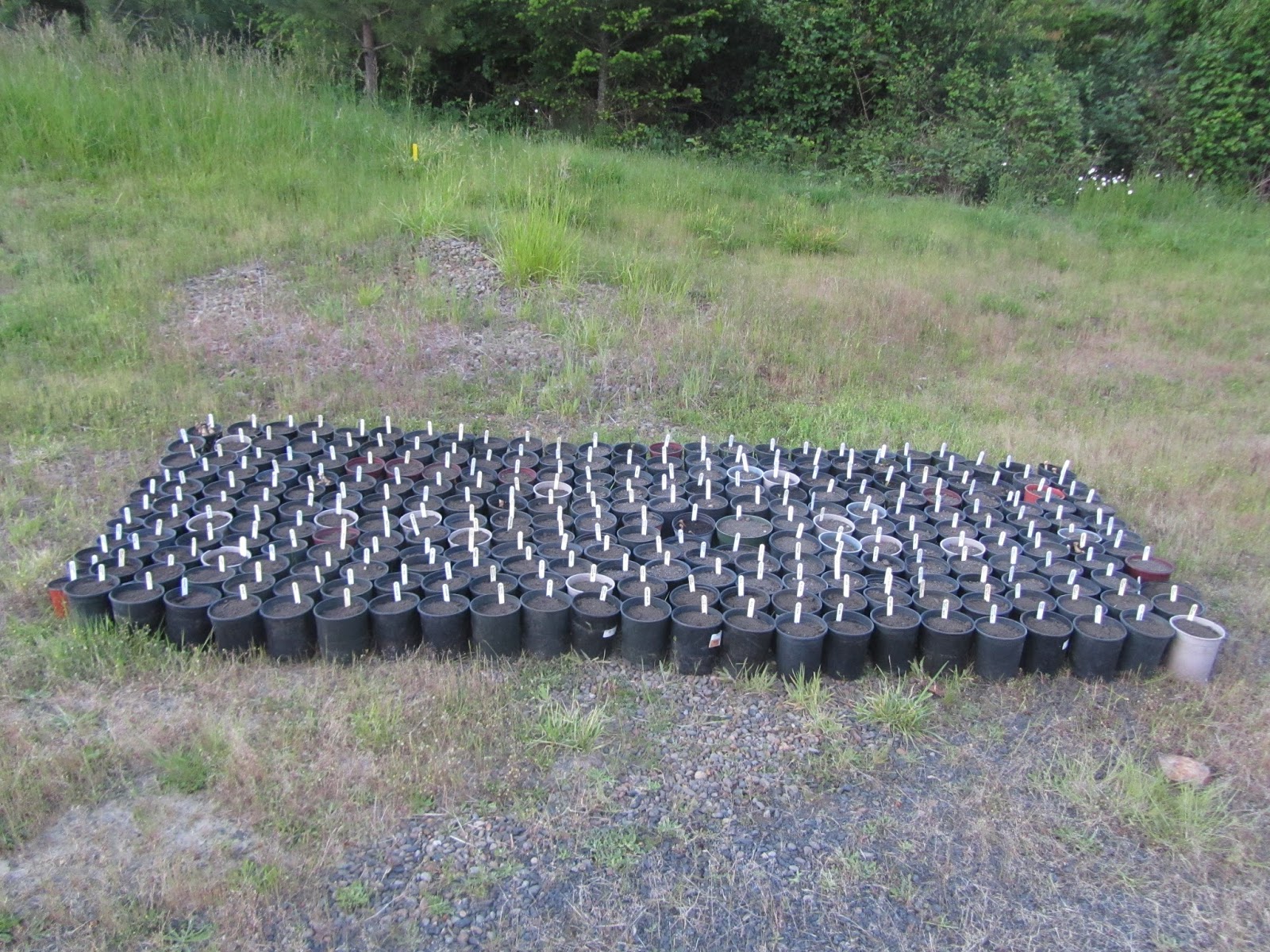 Four Hills of Squash Dahlia Potting up A Finish!