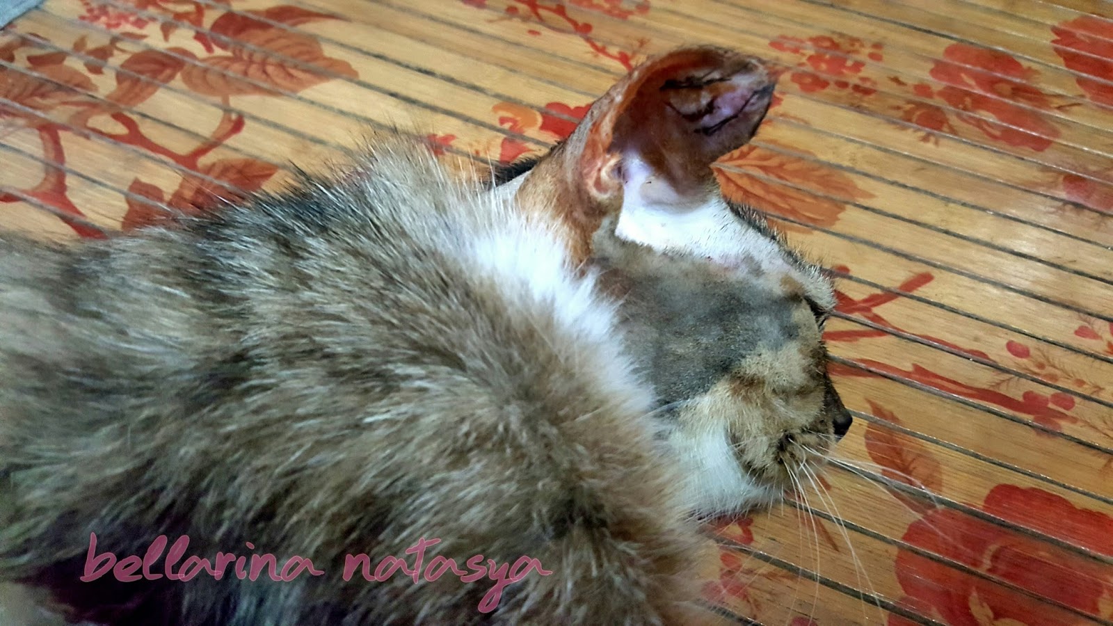 Telinga Kucing Bengkak (Ear Hematoma In Cats) Ini Adalah Bellarina