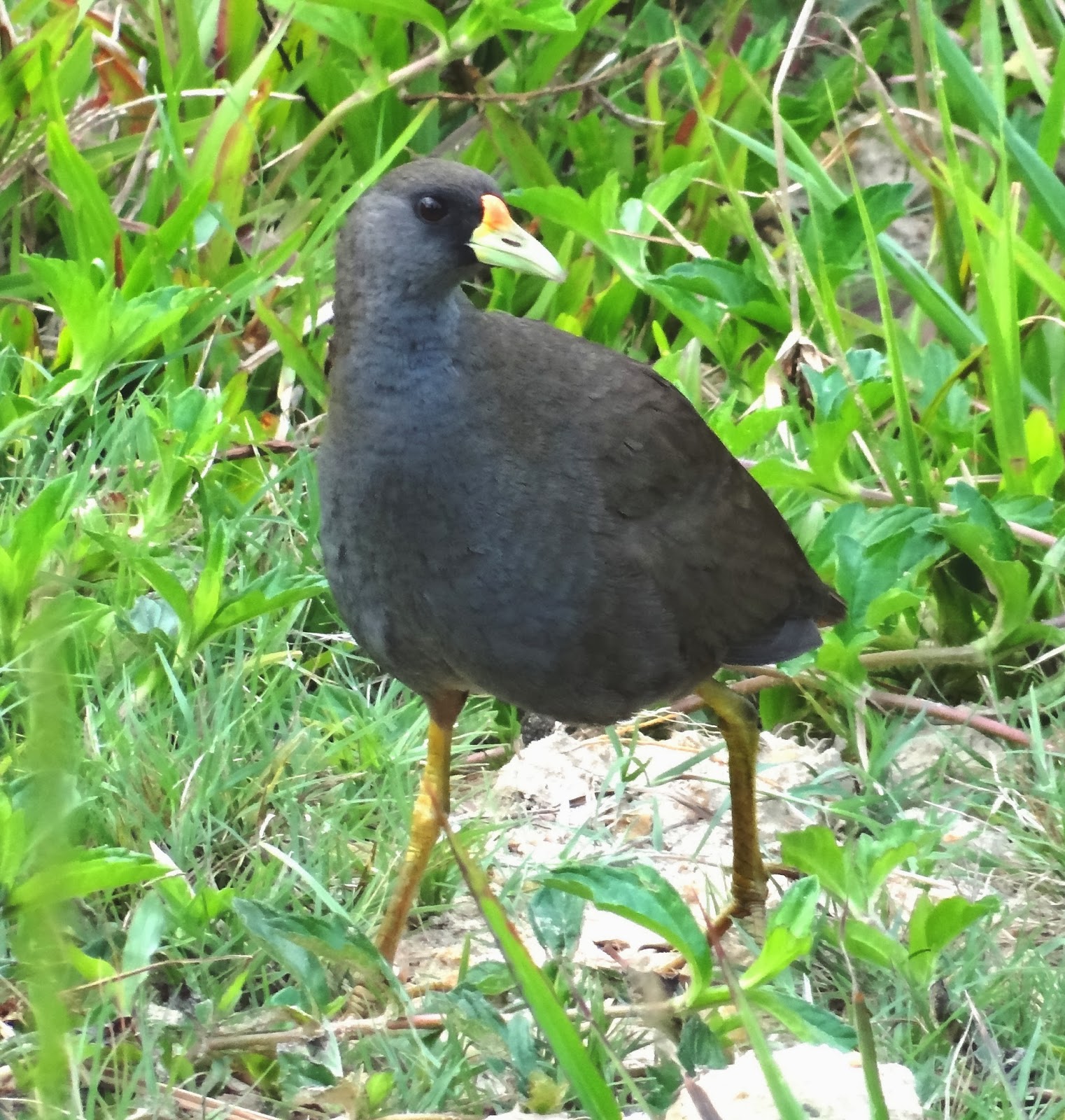 sunshinecoastbirds Tin Can Bay Shining Flycatcher, Black Bittern