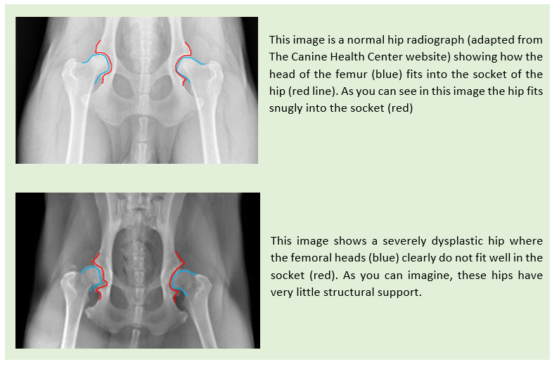 To neuter or not to neuter? The longterm effects of spay and neuter surgeries on orthopaedic