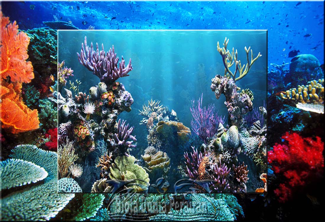 Terumbu Karang Coral Reef Klasifikasi Morfologi Dan Penyebarannya Biota Dunia Perairan
