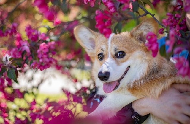 4 Ways To Keep Your Dog Happy And Healthy