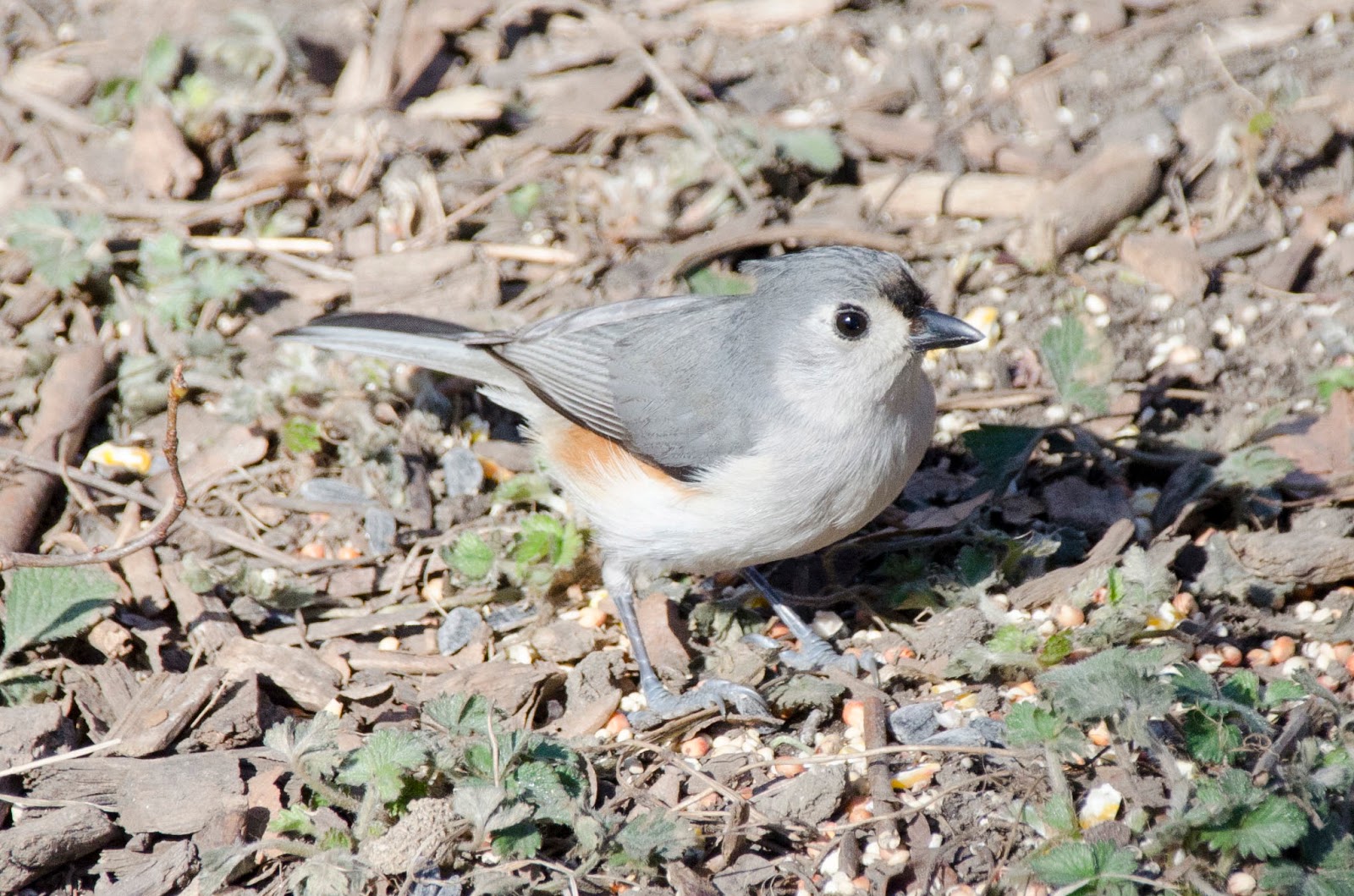 Urban Wildlife Guide: New Jersey Parks Open