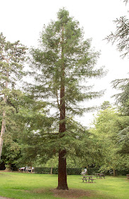 Coastal Redwood, Sequoia sempervirens.  High Elms Country Park, 5 August 2013