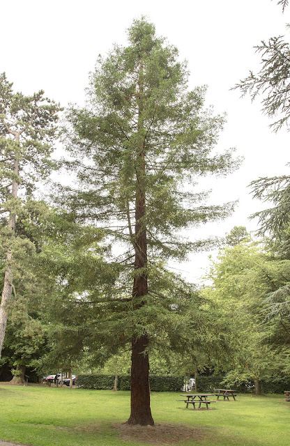 Coastal Redwood, Sequoia sempervirens.  High Elms Country Park, 5 August 2013