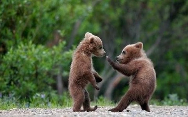 Chuck's Fun Page 2: Just animals - 20 images