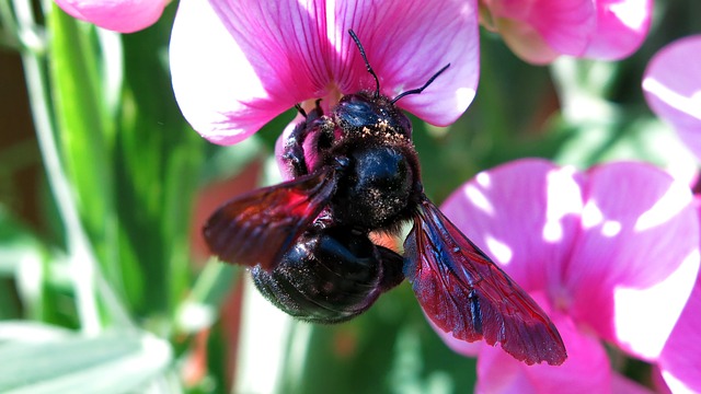 black carpenter bee