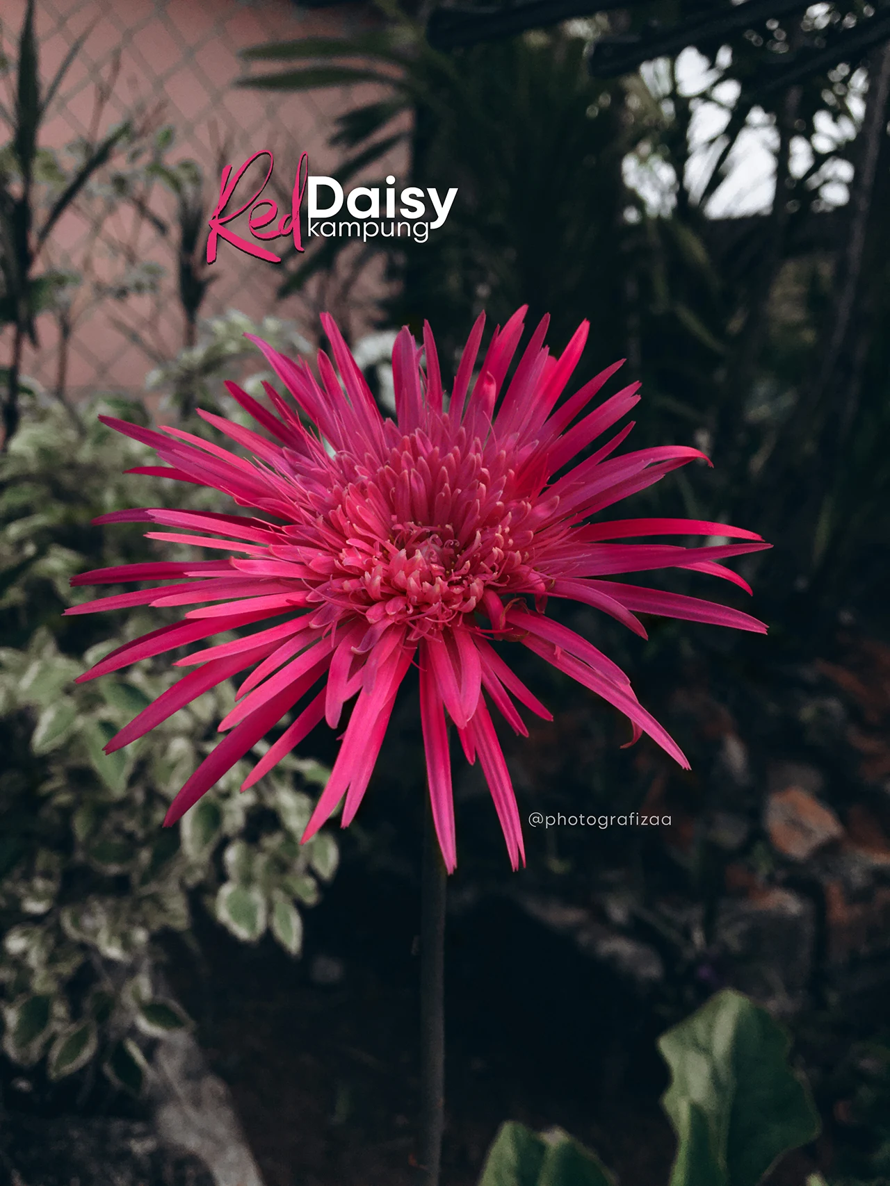 Bunga Daisy Kampung Merah