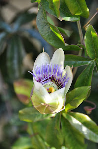 Passion Flower