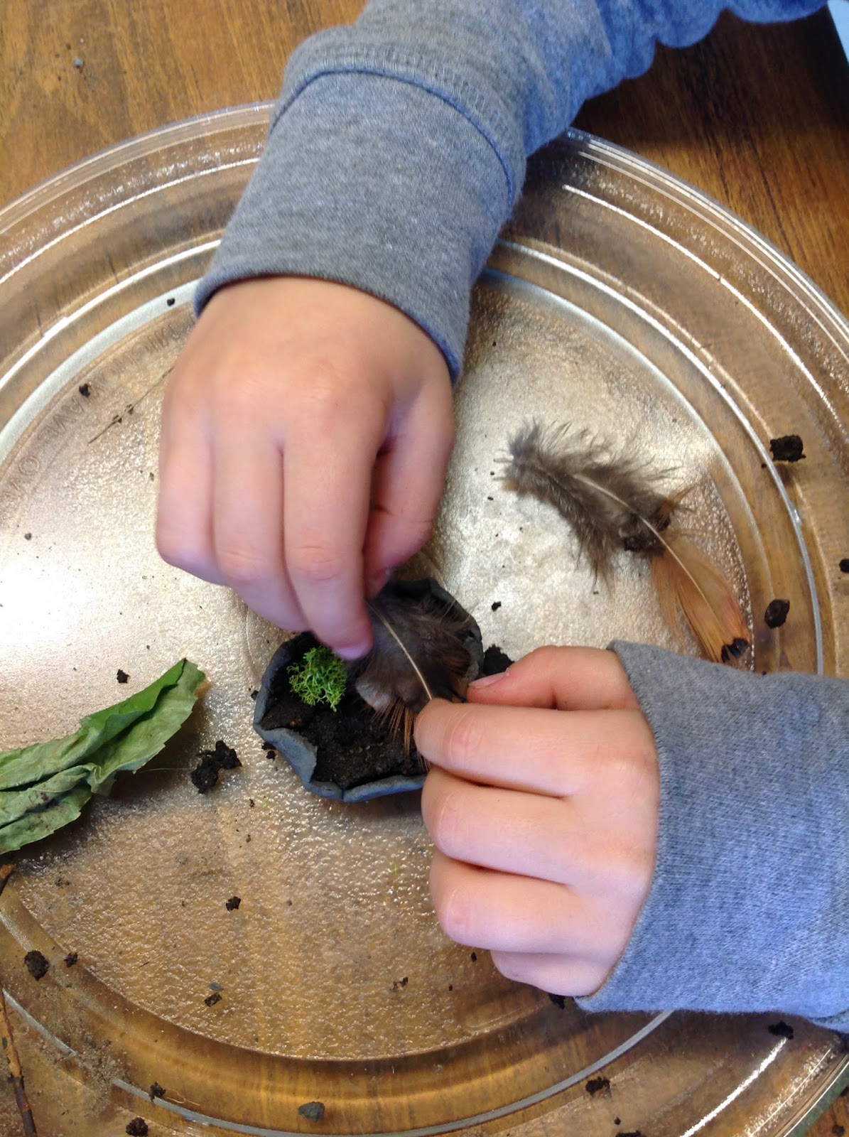 Wonders In Kindergarten How Do Birds Make Nests 