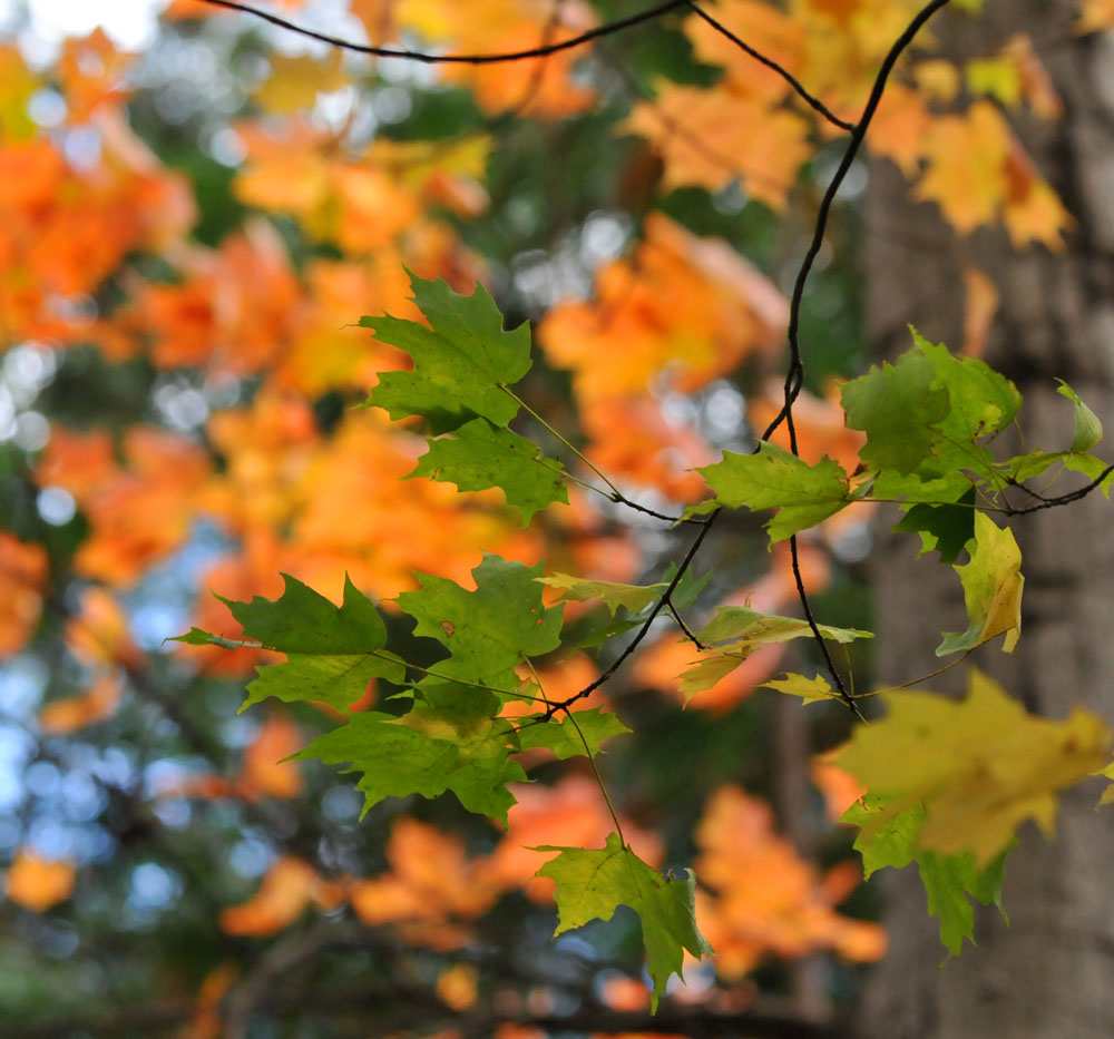 Toronto Grand Prix Tourist A Toronto Blog Fall Colours on the