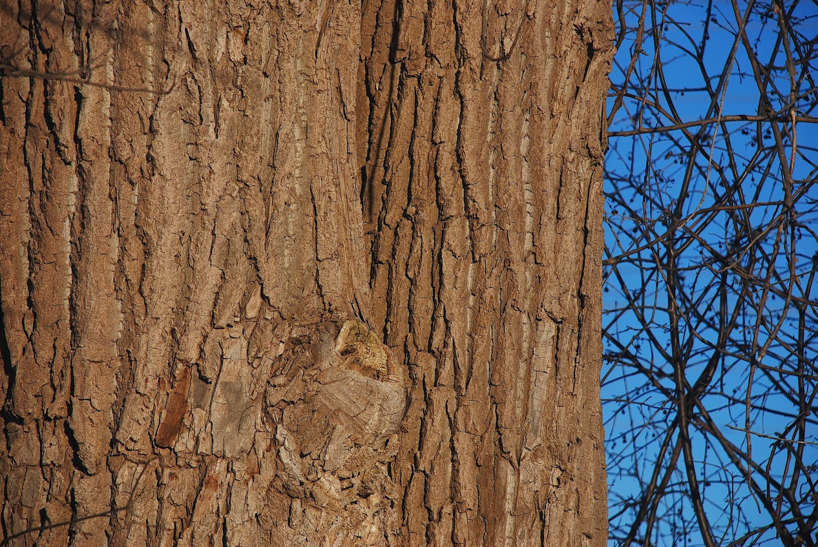 Written Inc.: Thematic Photographic 295 - Trees & Branches