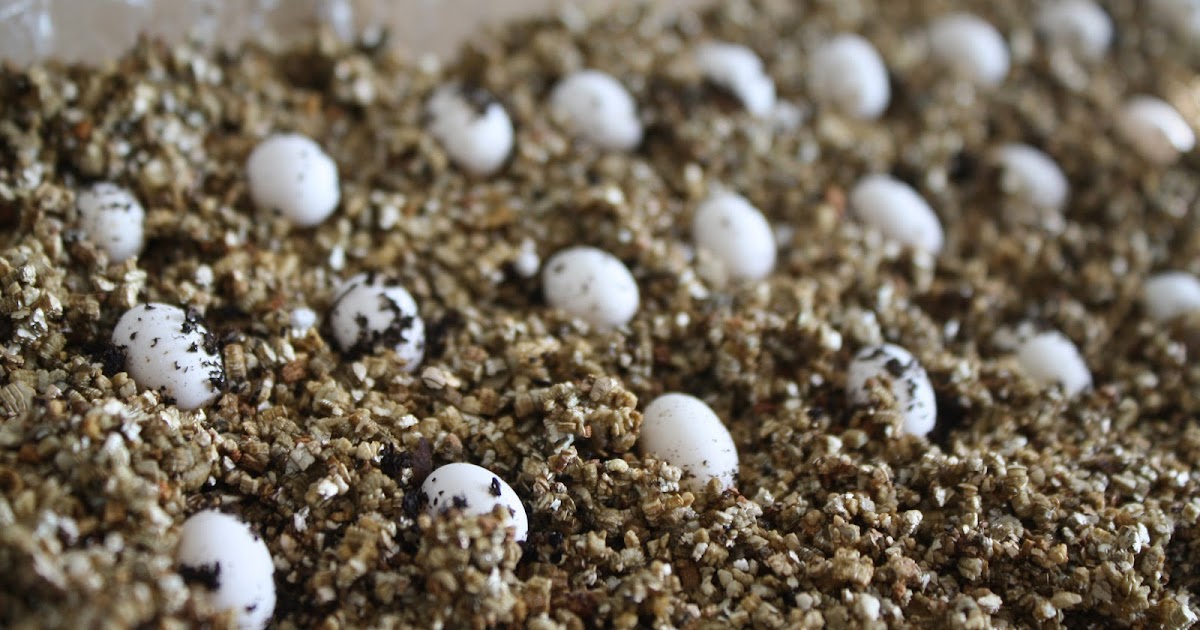 Panther Chameleon Breeding The Eggs Much Ado About Chameleons