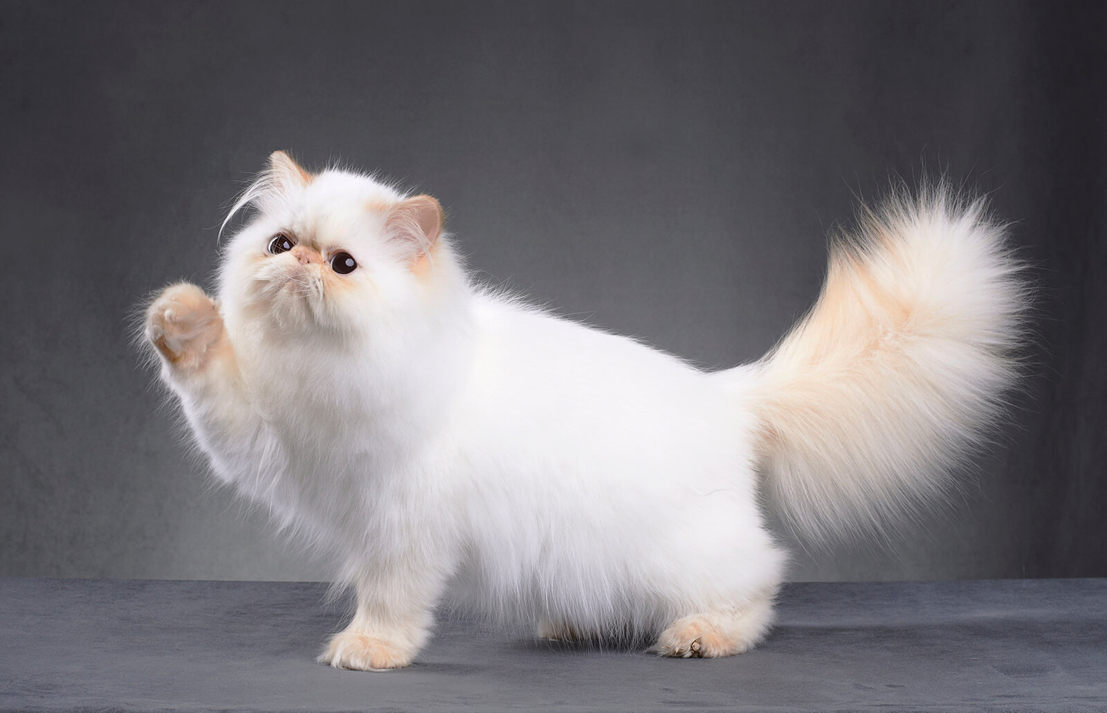 Where to Find the Perfect Persian Cat Your Pet Care
