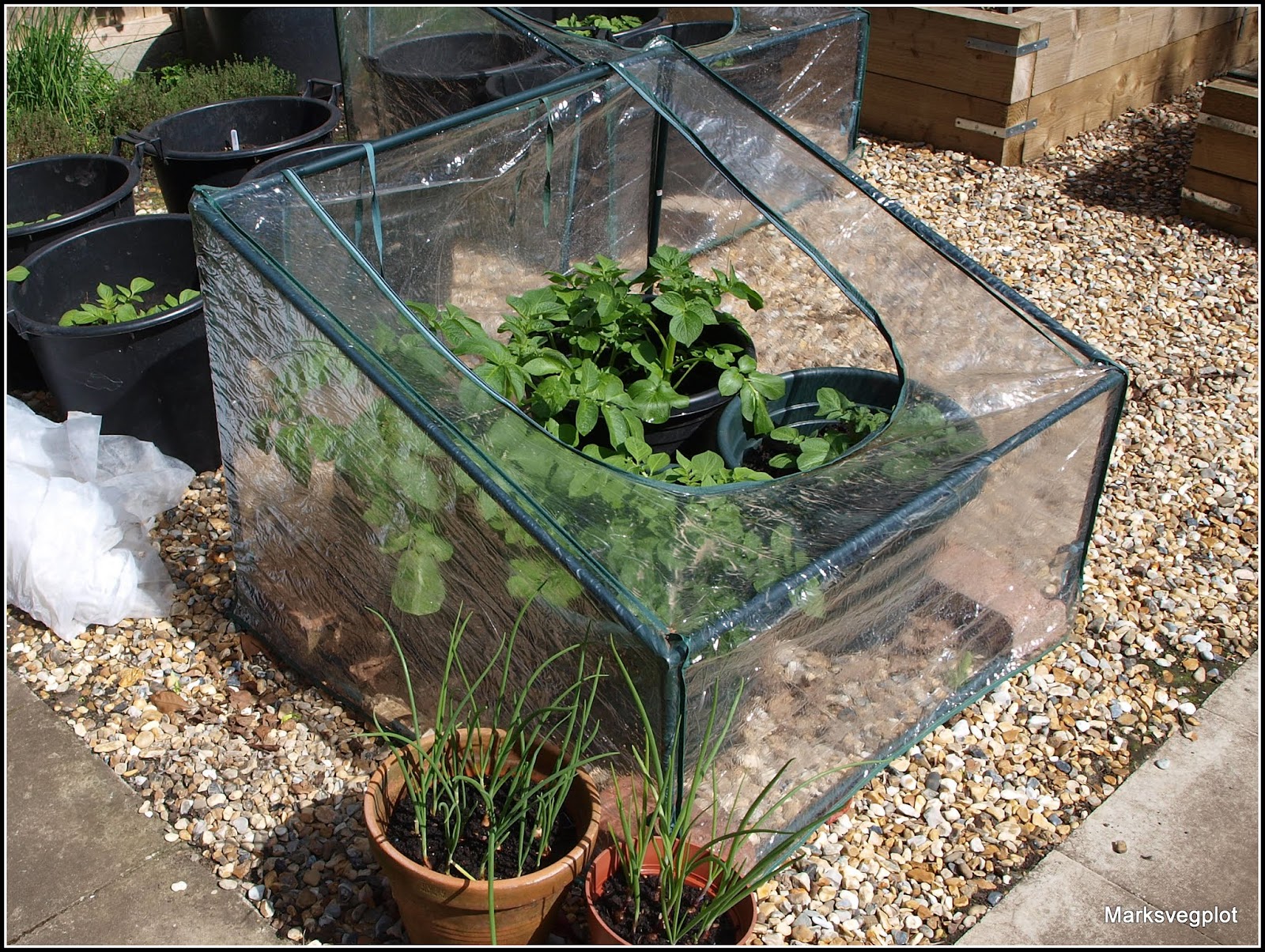 Mark's Veg Plot Frost protection