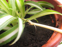 Use a paper clip to keep the baby spider plant in its new pot