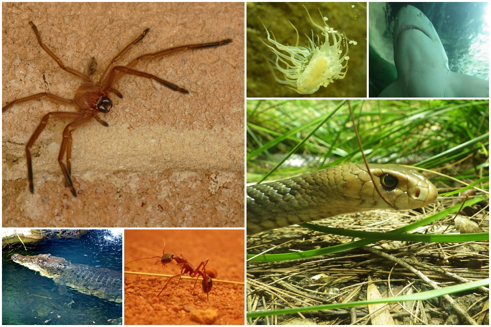 Geheimtippreisen Die Todlichsten Gefahren In Australien Giftige Tiere Hai Oder Krokodil