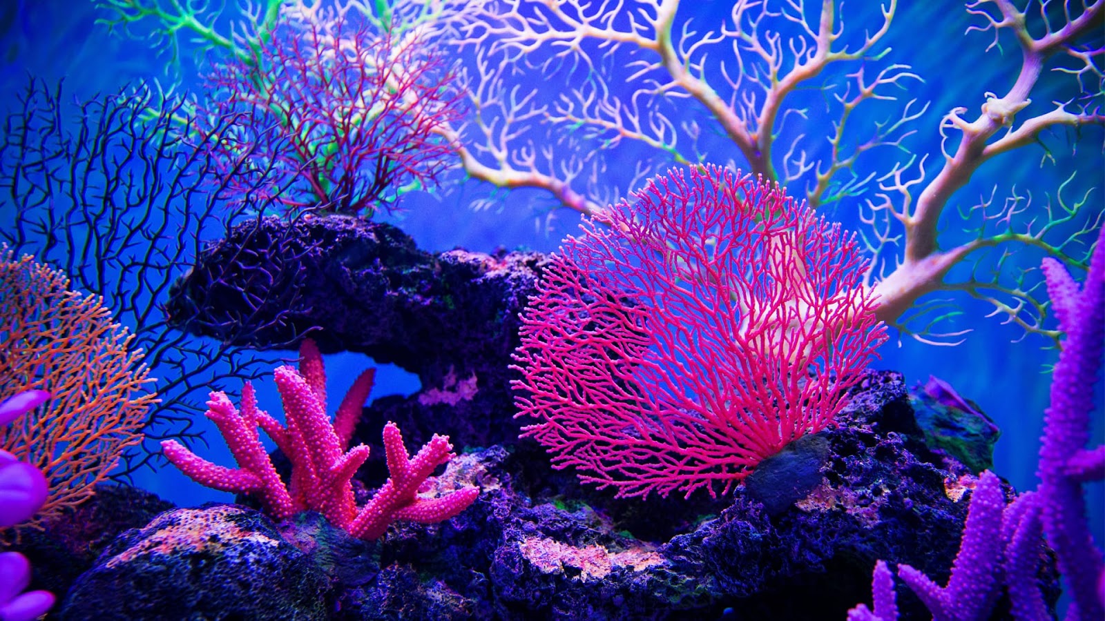 The Coral Reefs.