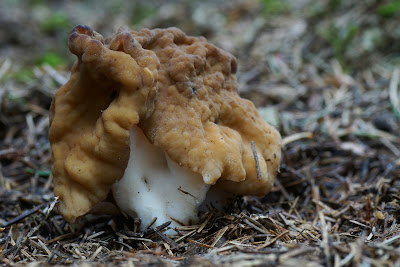 Kæmpe-stenmorkel Lat: Gyromitra gigas