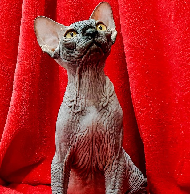 Hairless cat from the oil fields of Siberia