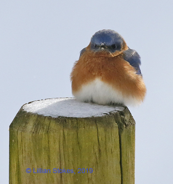 STOKES BIRDING BLOG: Feeding Bluebirds in Winter, How You Can Help