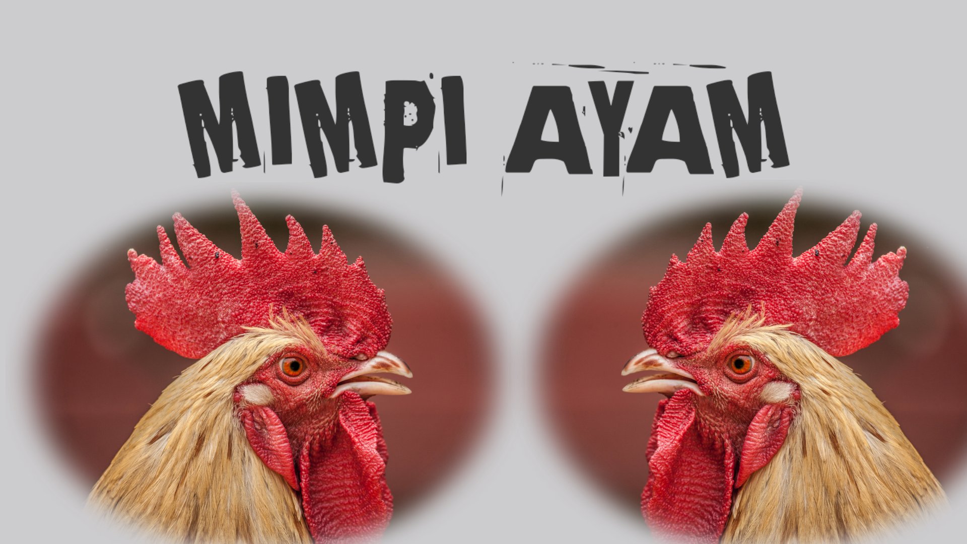 Misteri Arti Mimpi Ayam Lengkap Menurut Psikolog Dan Ahli Tafsir