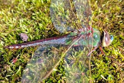 Green Darner