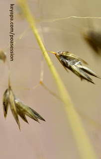 Redfieldia  flexuosa - blowout grass