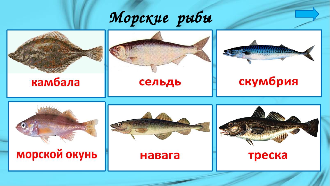 Назовите классы рыб. Морские рыбы для детей с названиями. Карточки рыбы для детей. Рыбы 1 класс. Рыбы для дошкольников.