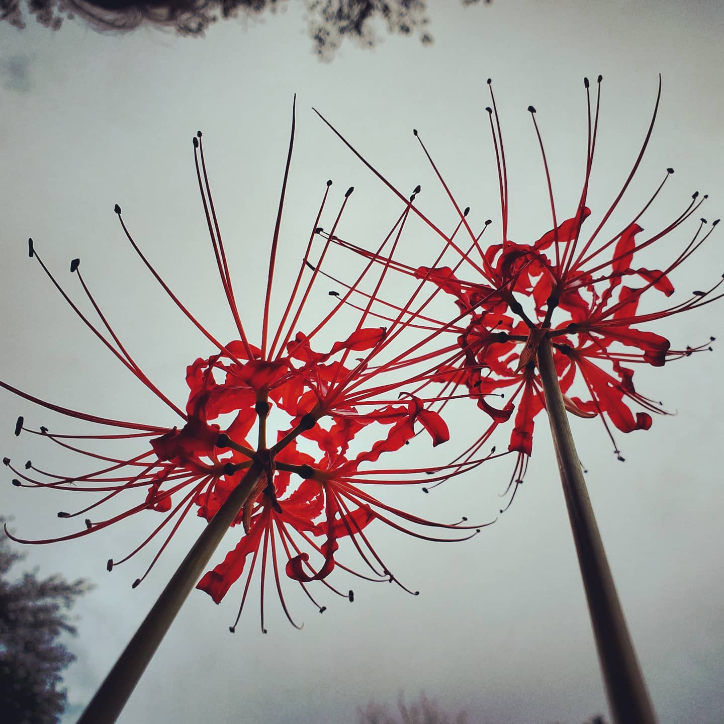 Sparrow Tree Journal