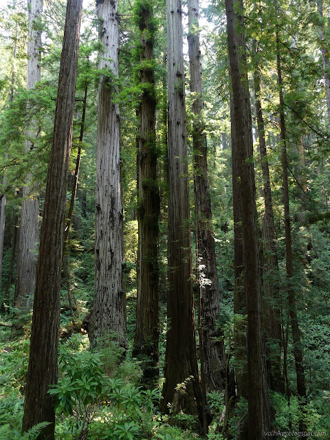 tall trees