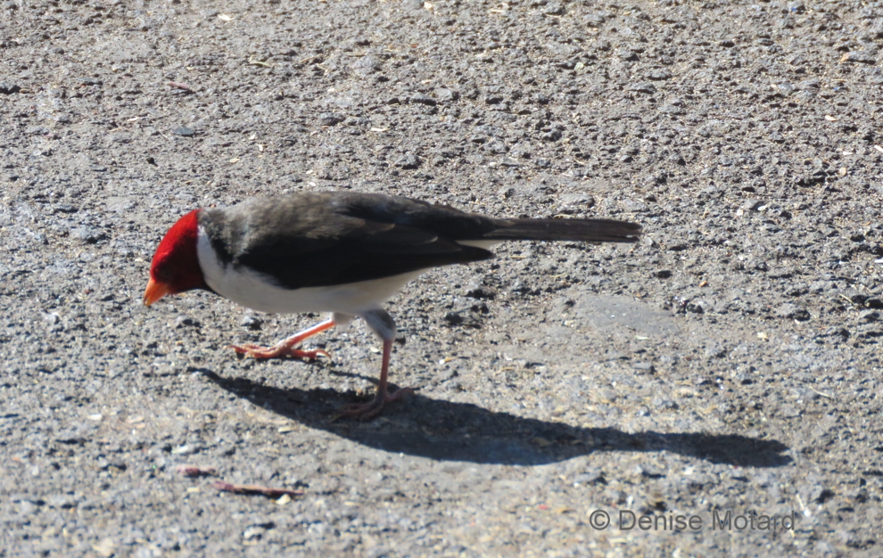 YELLOWBILLED CARDINAL