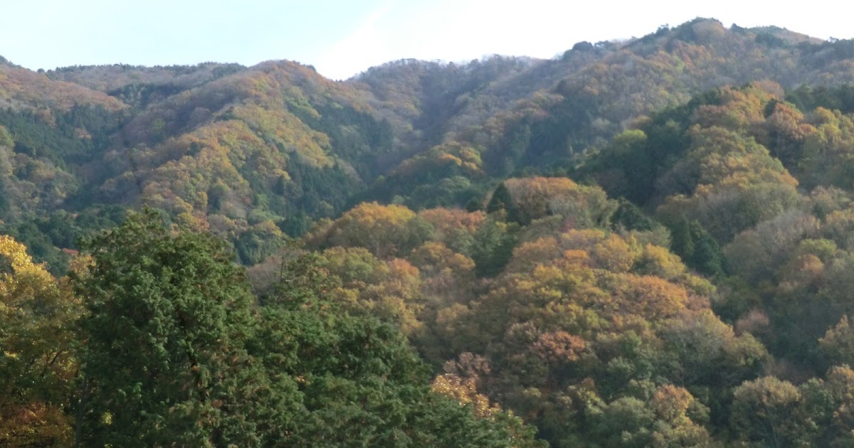 「なんばりん」のハイキング日記 紅葉真っ盛り！