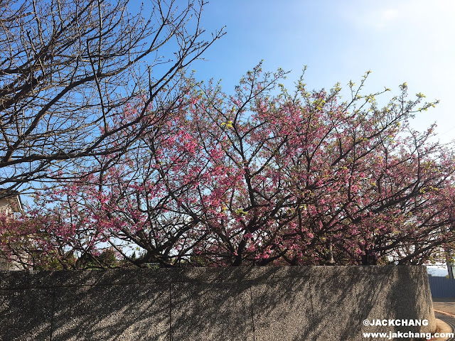 Cherry blossoms