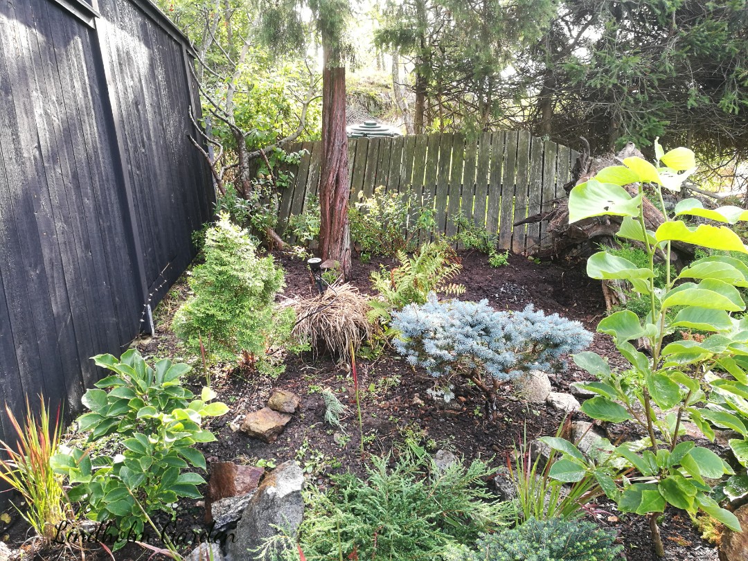 Flower Hair Ties Spirea Flowering Shrub