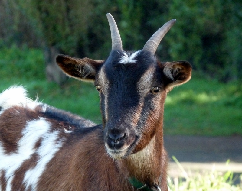 box elder Goat