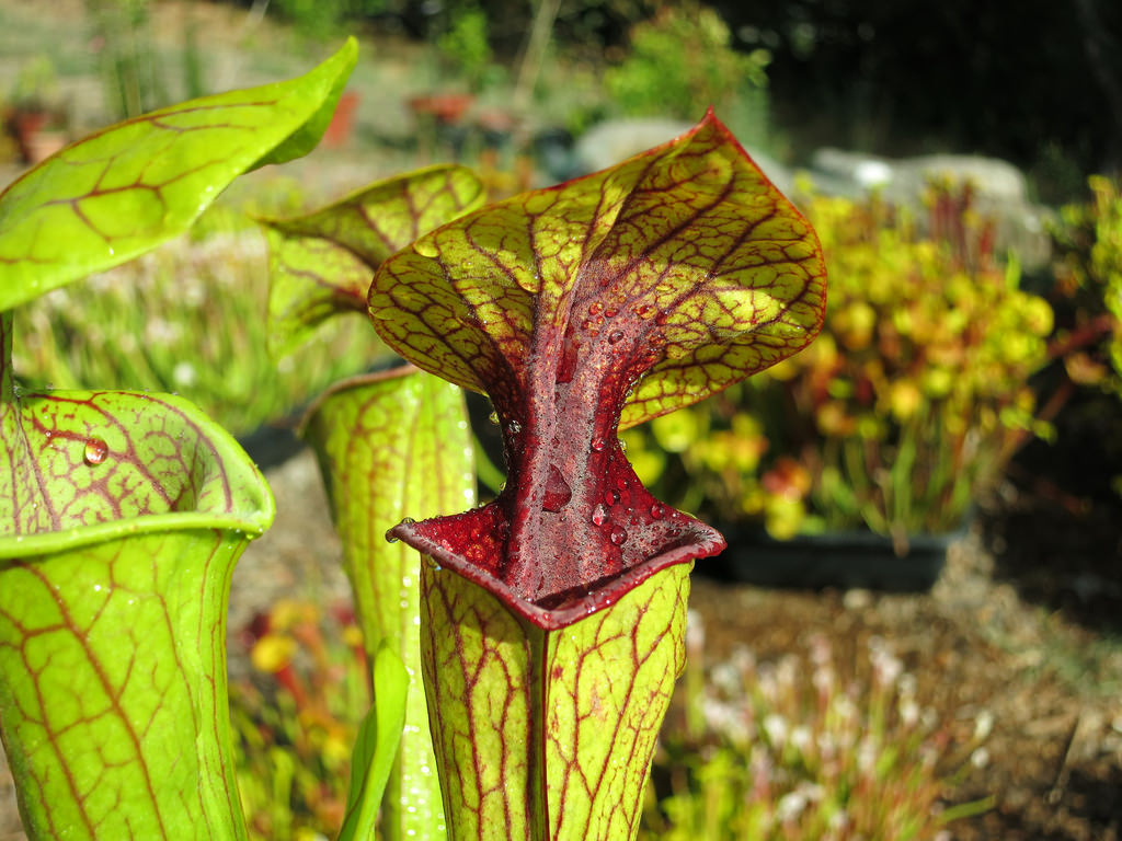 Green pitcher plant Sarracenia oreophila grow and care