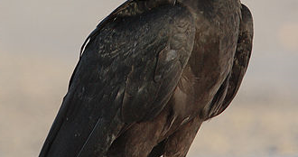 Operation Yellowhammer and Black Vulture -- No-Deal Brexit | Operation