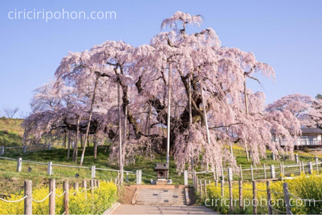 Ciri Ciri Pohon Sakura Tertua